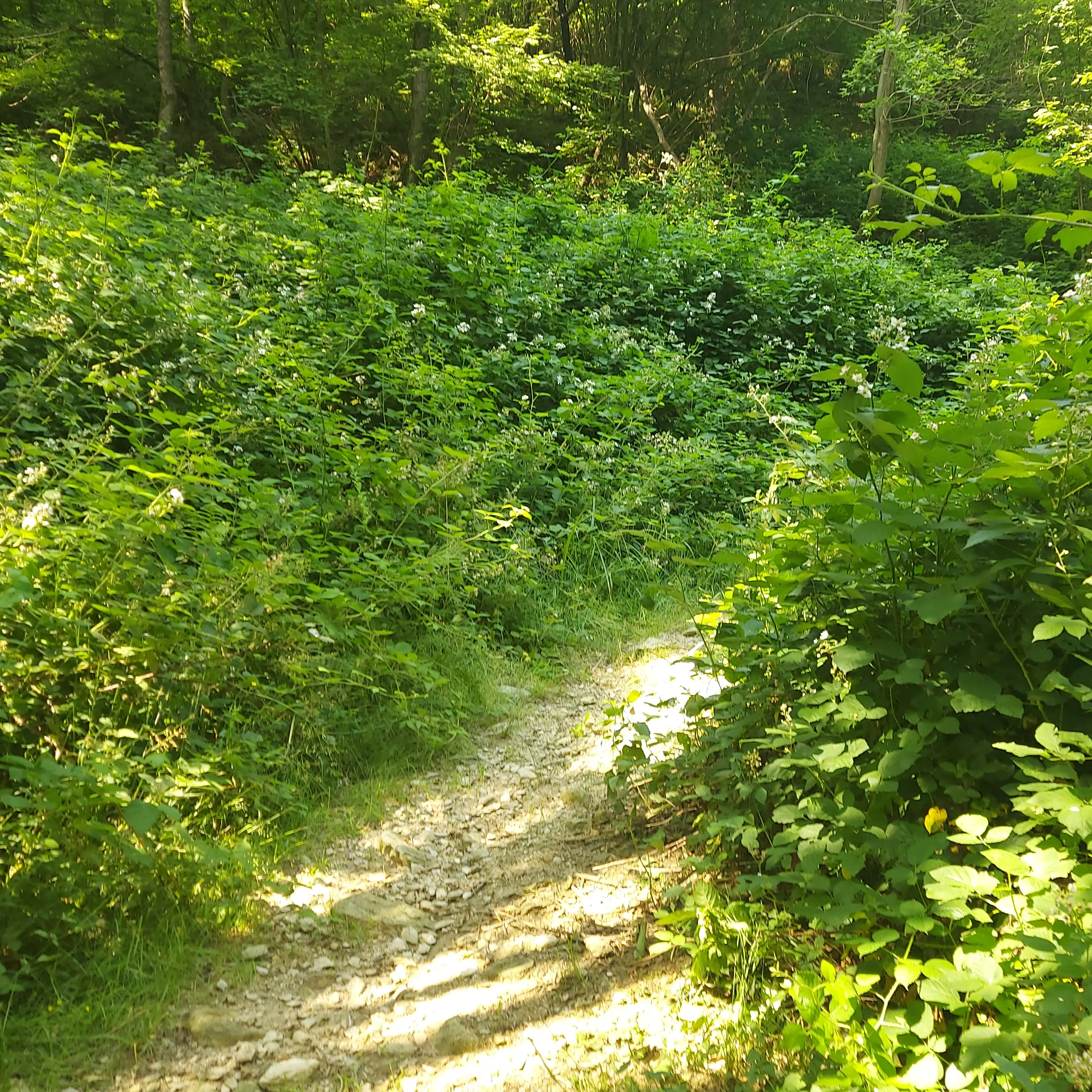 Weg durch wilde Brombeersträucher Weg durch wilde Brombeersträucher